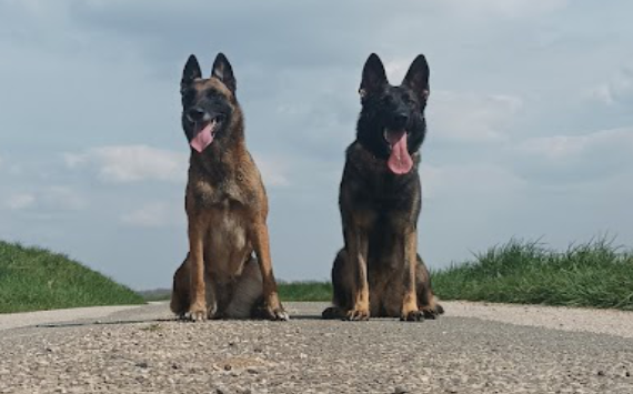 mon chien est agressif